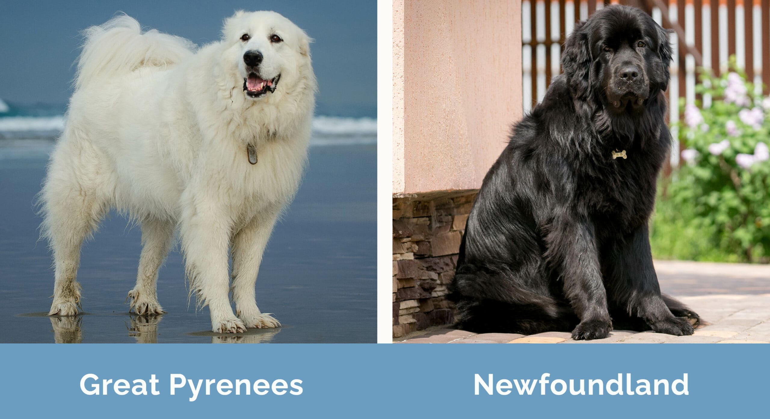 great pyrenees vs newfoundland gentle giants compared