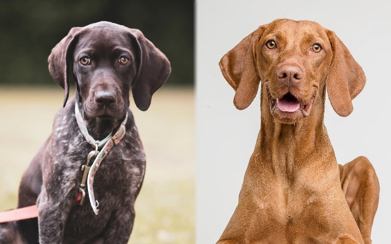 gsp vizsla mix the ultimate guide to this energetic breed 1