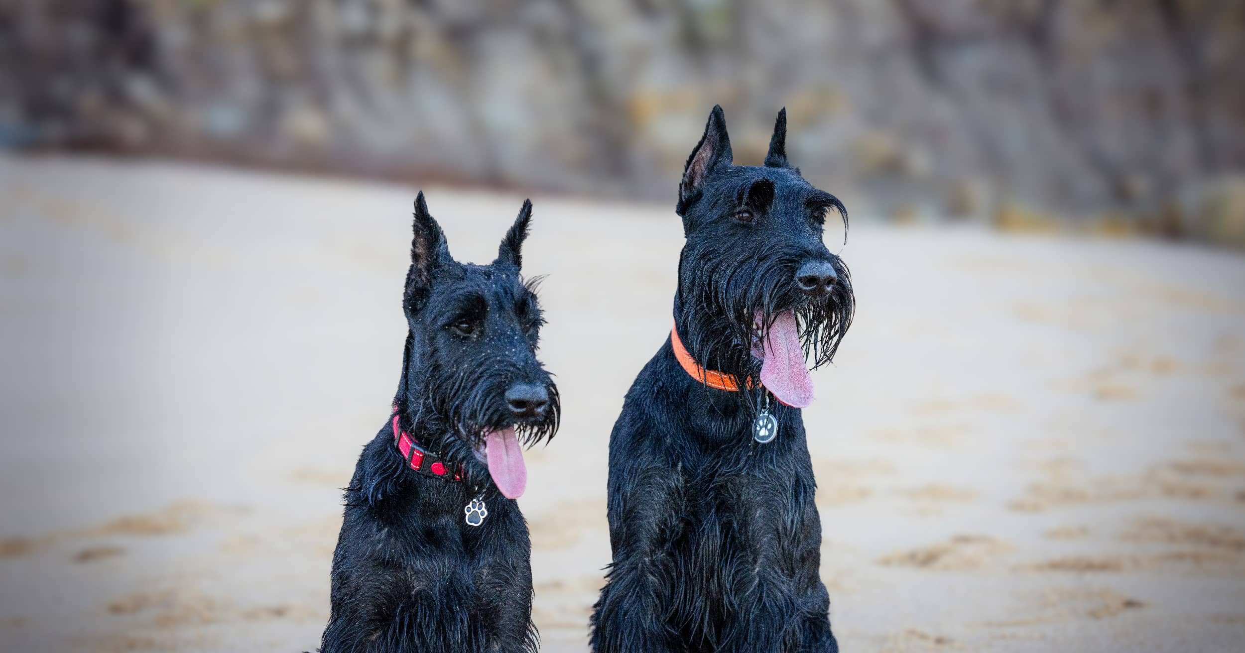 Guard Dog Breeds: Top Protectors for Your Home