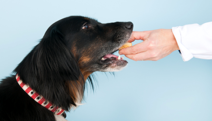 hand feeding your puppy strengthen bond and obedience