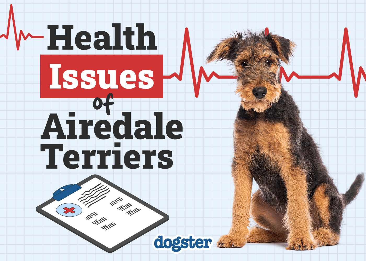 health concerns in airedale terriers vets top tips