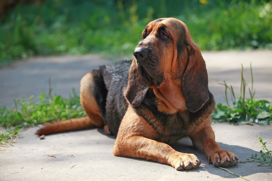 health issues in bloodhounds vet insights on top concerns