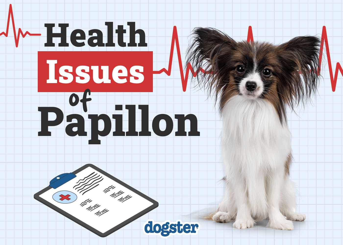 Health Issues in Papillons: Vet’s Insights & Care Tips