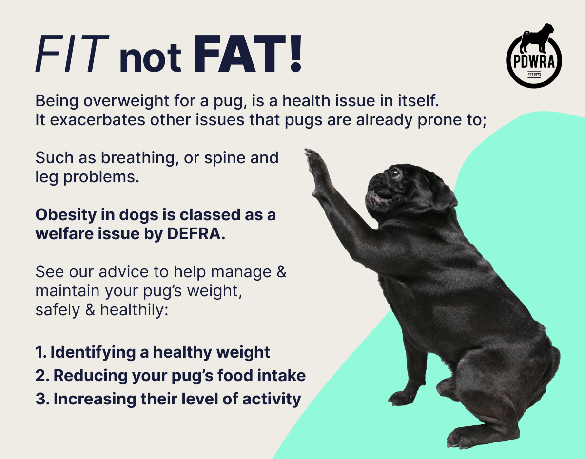 health problems in pugs essential tips for owners