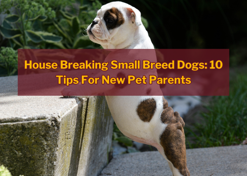Housebreaking a Dog: Expert Tips for Quick Success