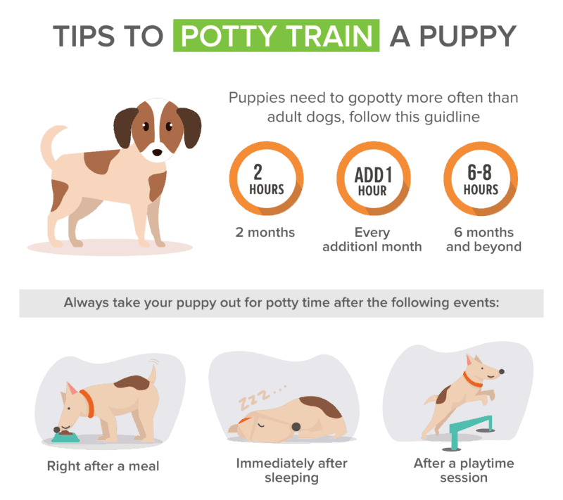 Housebreaking a Puppy Tips: Quick & Effective Strategies