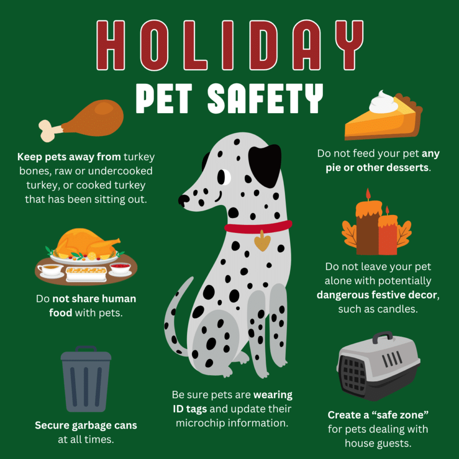 How Are Pet Emergencies Handled On Holidays: Quick Guide