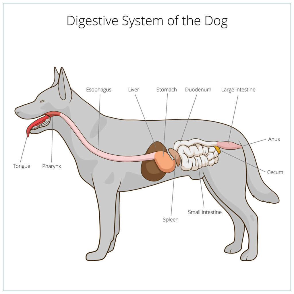 How Big is a Chihuahua Stomach: Size Secrets Unveiled