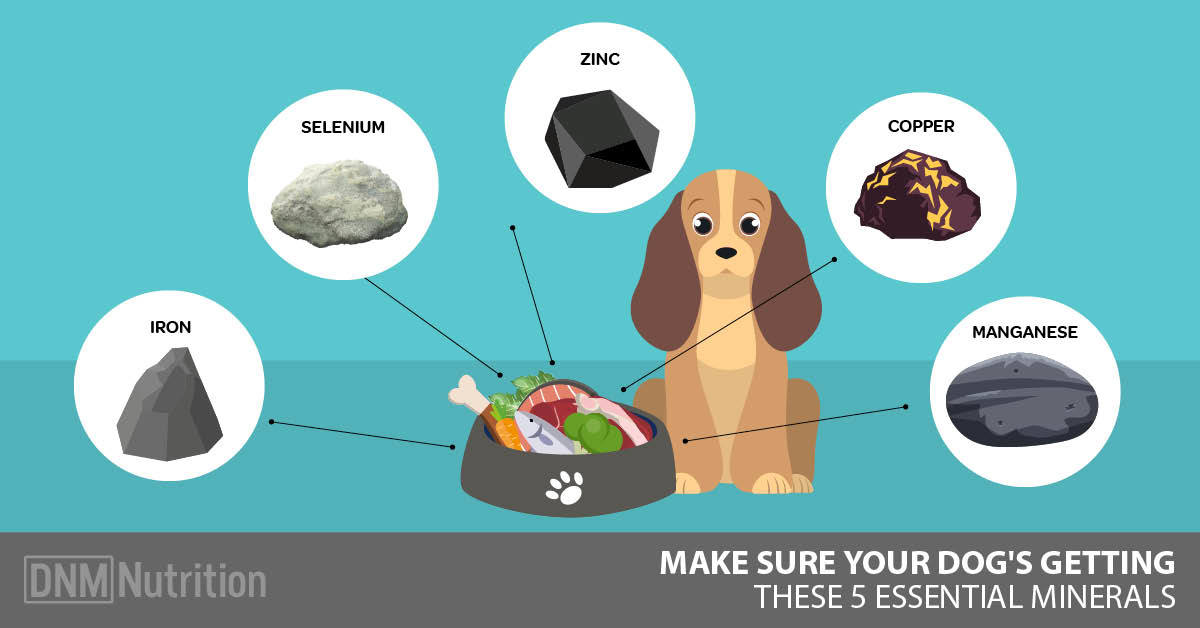 how do i give my dog more nutrients essential tips