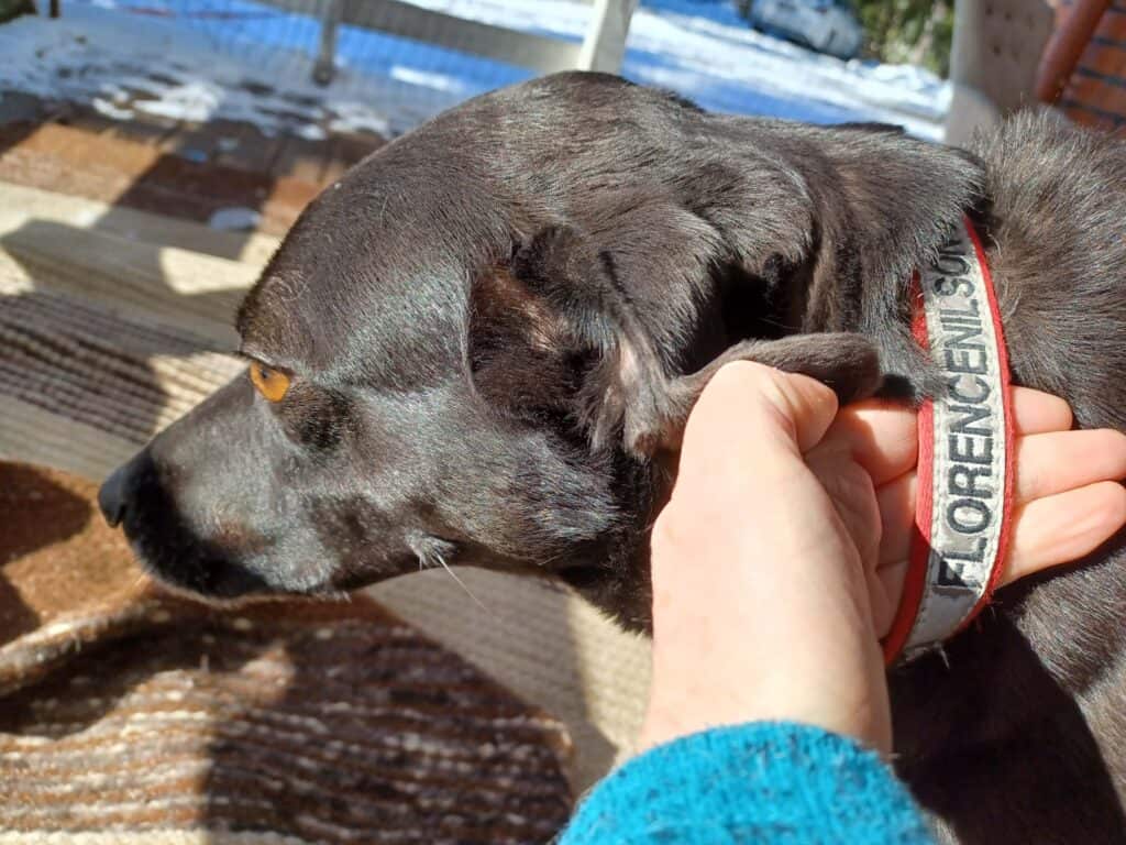 How Do You Know If Dog Collar is Too Small? Spot Signs!