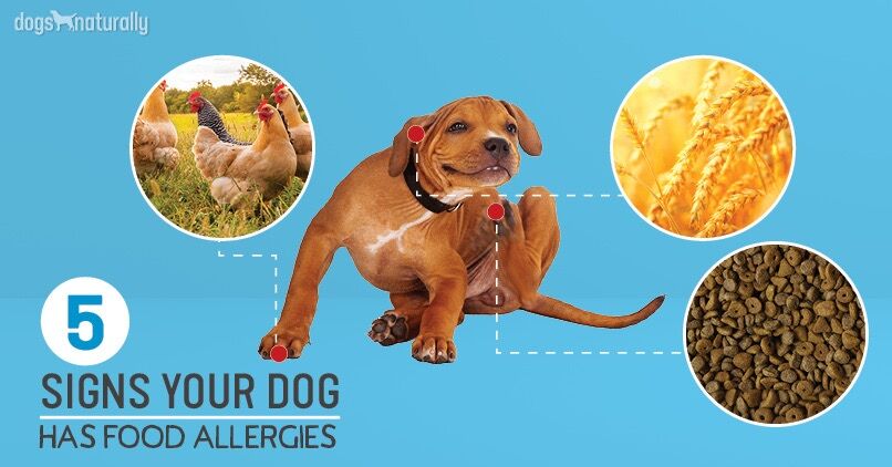 how do you know if dog food is bad spot warning signs