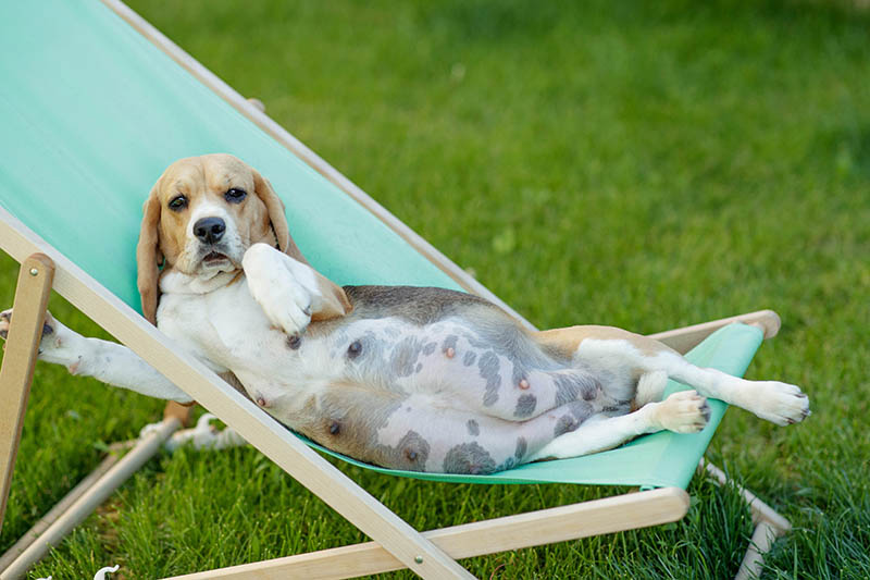 How Long Are Beagles Typically Pregnant For: Key Facts Unveiled