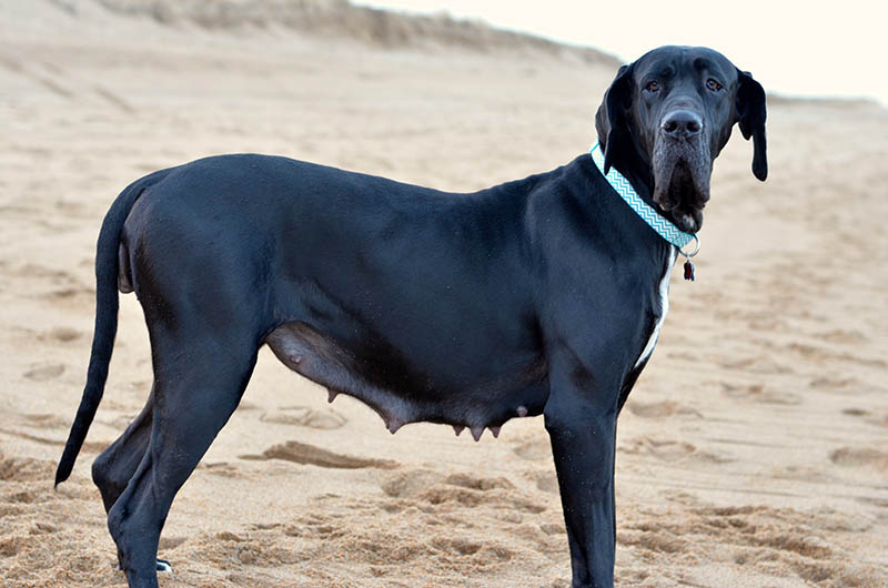 how long are great danes pregnant quick guide