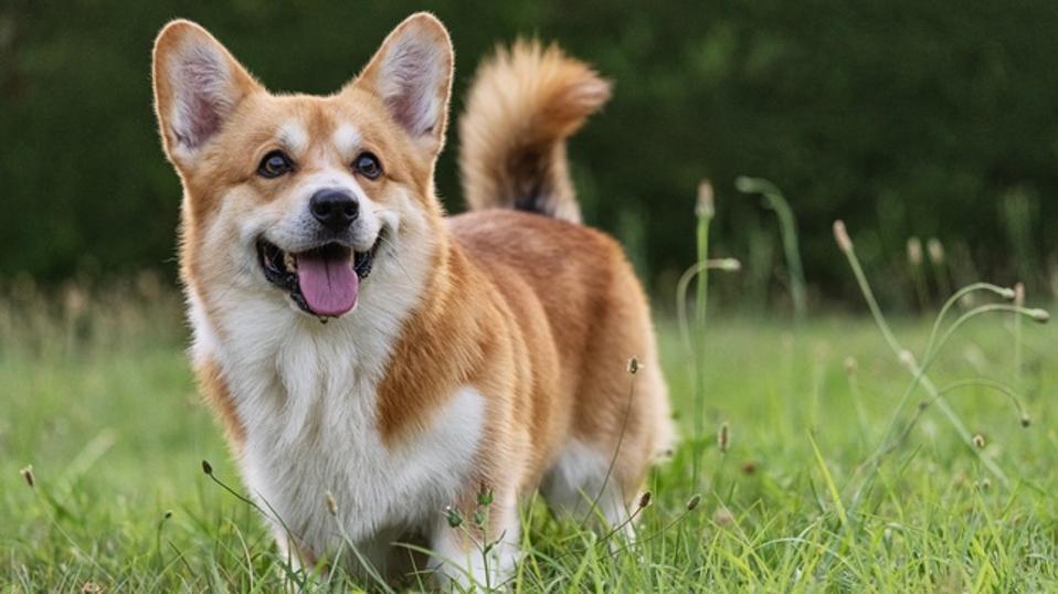 How Long Do Corgis Live: Unveiling Their Lifespan