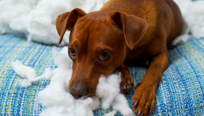 How Long Do Dog Toys Last: Unveiling Durability Tips