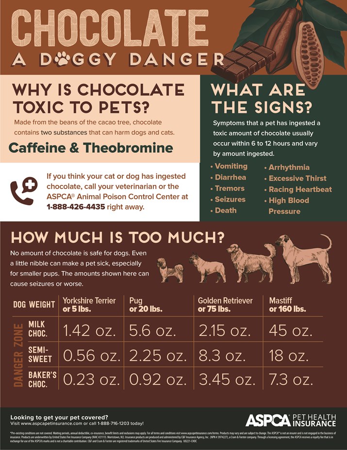 how long do dogs show symptoms after eating chocolate