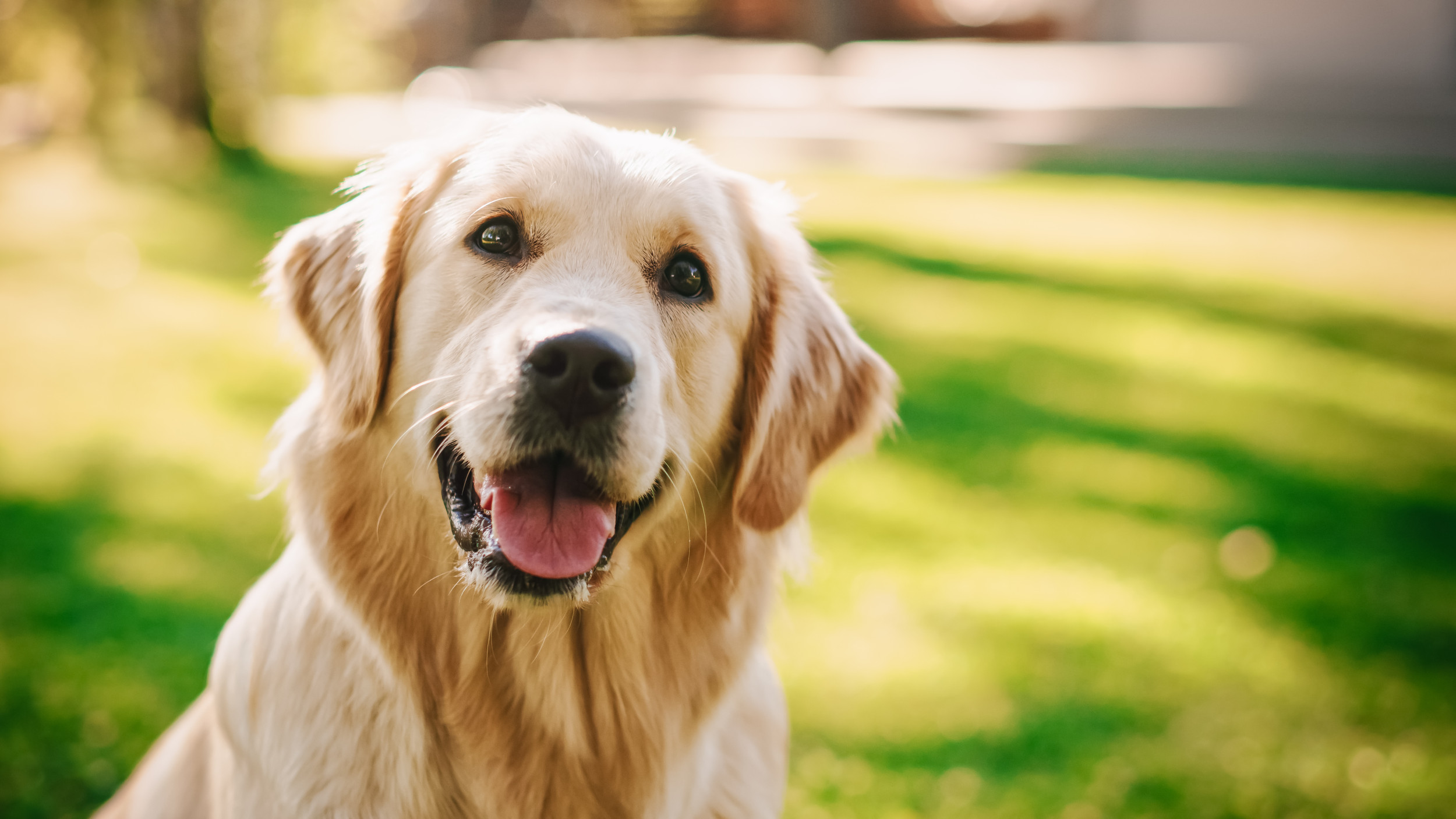 How Long Do Golden Retrievers Live? Lifespan Secrets Unveiled