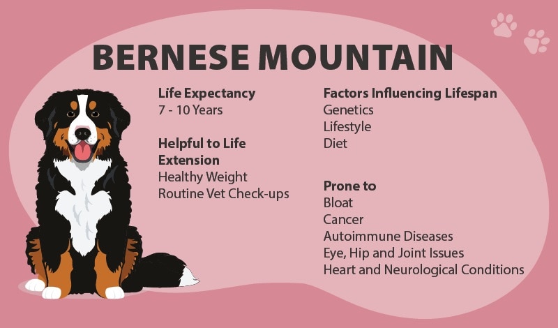 how long do mini bernese mountain dogs live lifespan insights