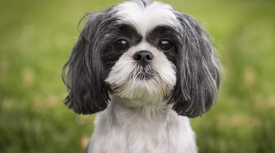 How Long Do Shih Tzus Live: Canine Lifespan Secrets