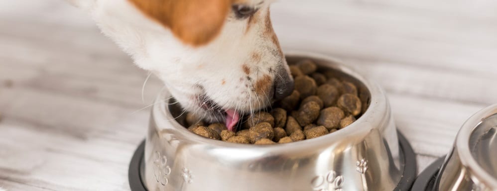 How Long Does Dog Food Stay in Stomach: Pet Health Insights
