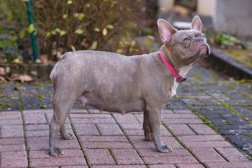 how long is a french bulldog pregnant key facts unveiled