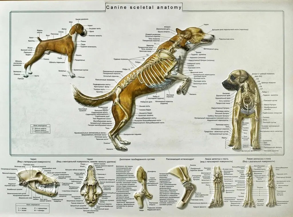 How Many Bones Do Dogs Have? Unveiling Canine Anatomy!