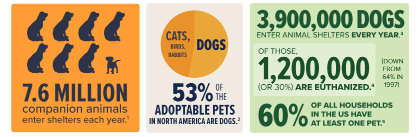 how many dogs and cats are adopted each year astonishing stats