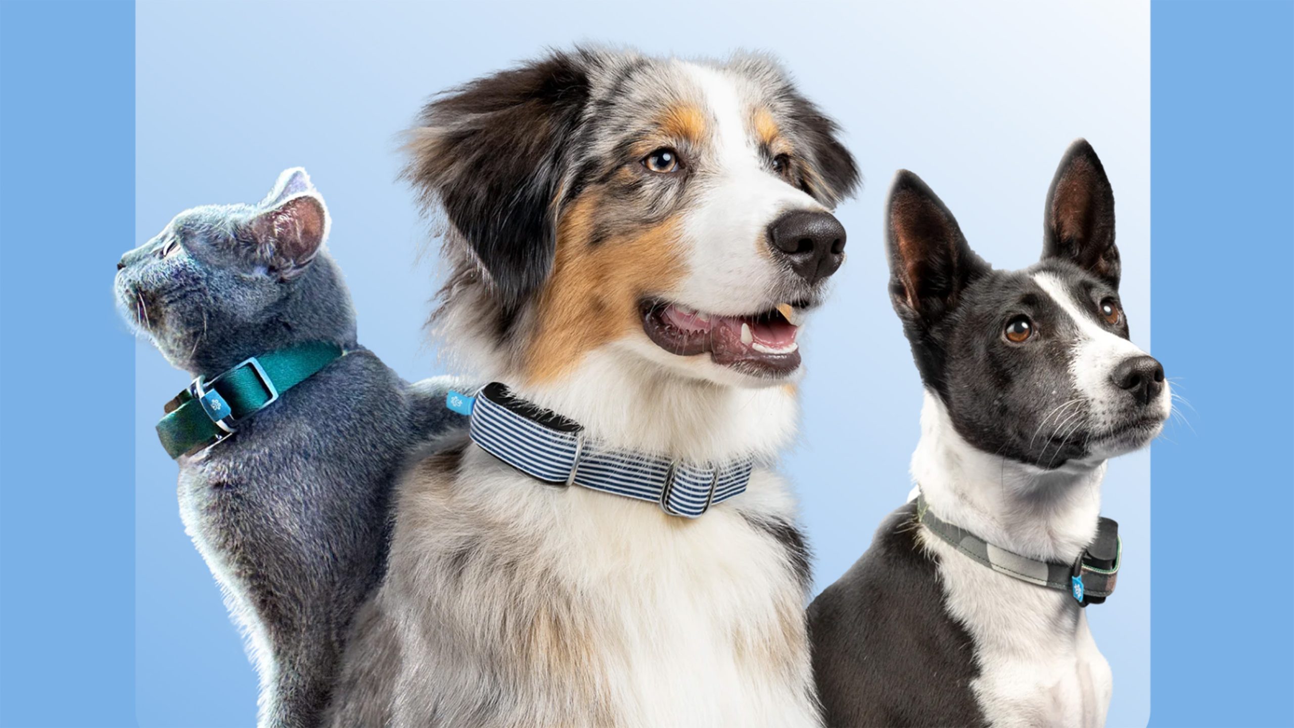 how much do dog collars cost unleash the secrets scaled