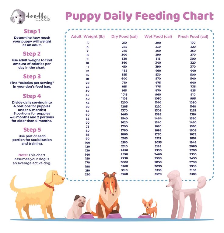 How Much Do I Feed My Pitbull Puppy: Optimal Nutrition Guide