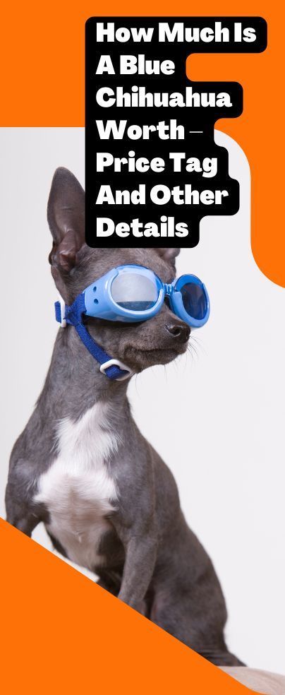 How Much Does a Blue Chihuahua Cost? Unveiled Prices!