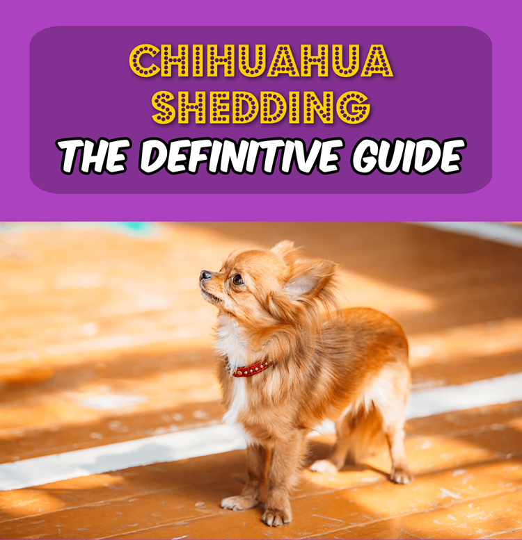 How Much Does a Chihuahua Shed: Essential Facts Revealed
