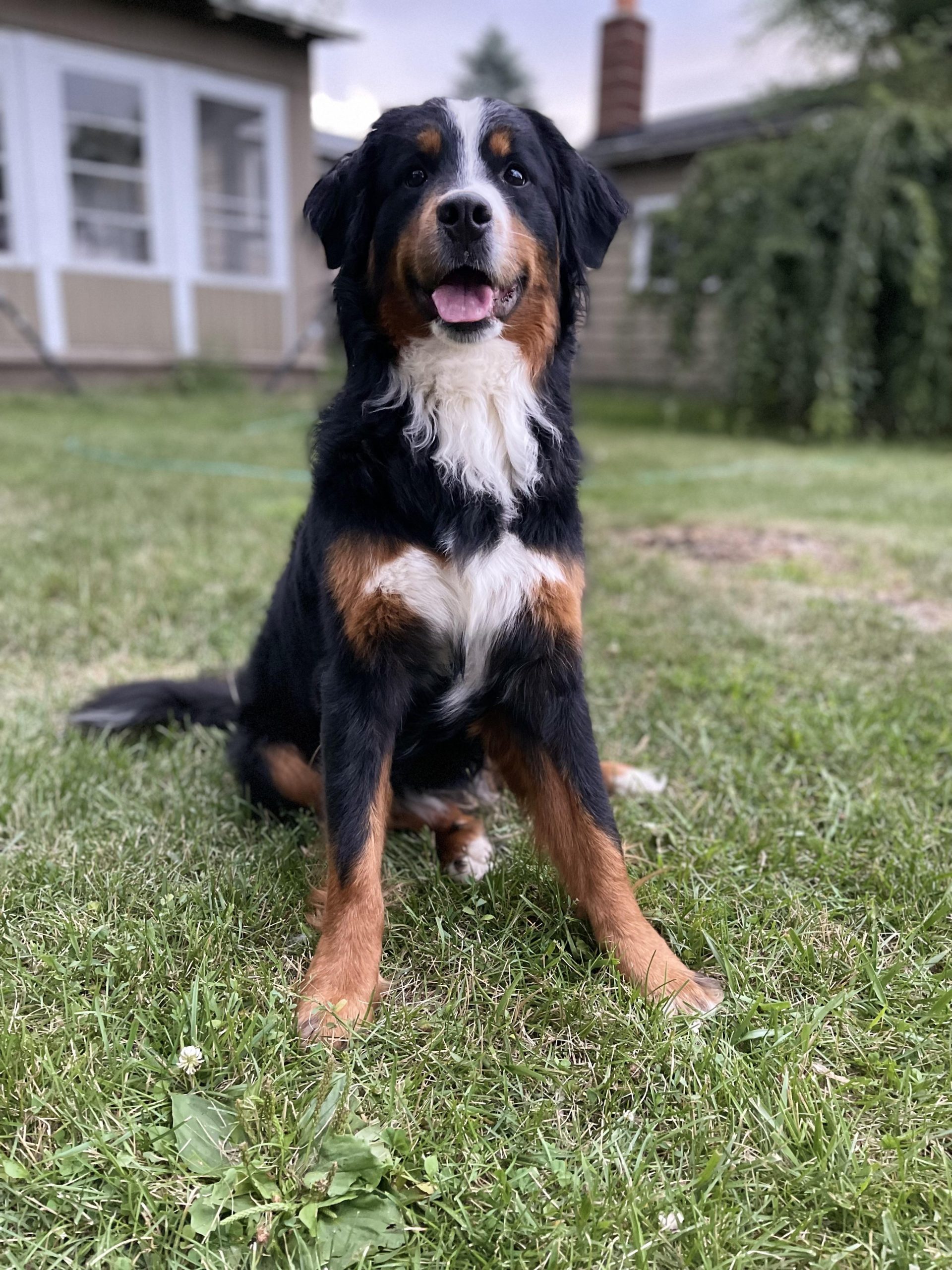 how much does a mini bernese mountain dog weigh unveiled scaled