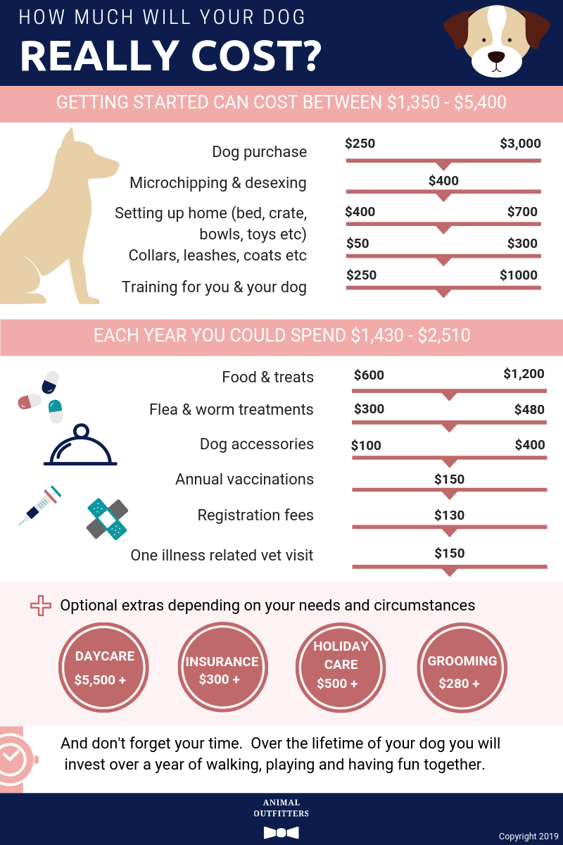 How Much Does Dog Supplies Cost: Budget-Friendly Tips
