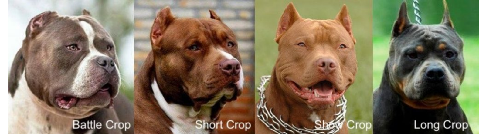 How Much Does It Cost to Crop Pitbull Ears: Price Breakdown