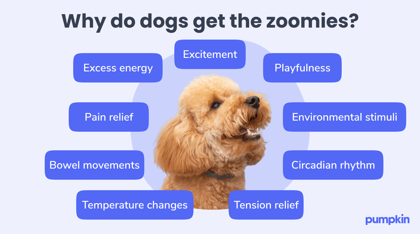 how much entertainment does a dog need unleash joy