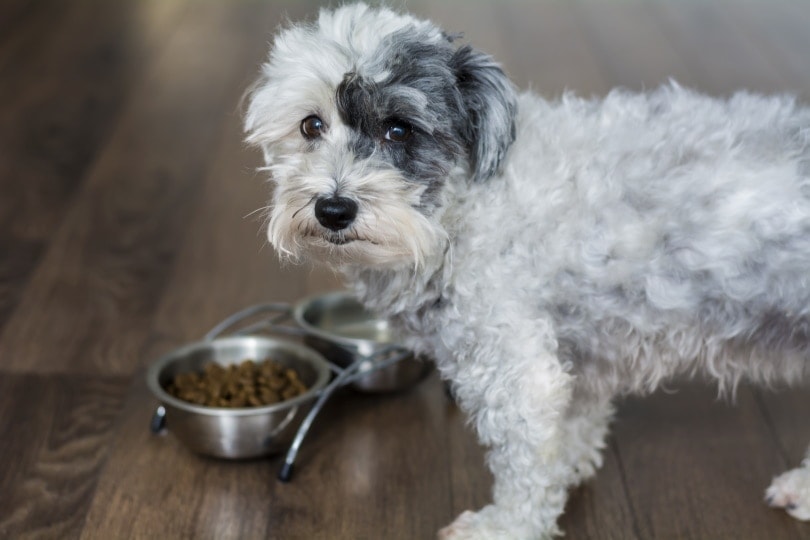 How Much Food Should My Havanese Eat: Optimal Diet Tips