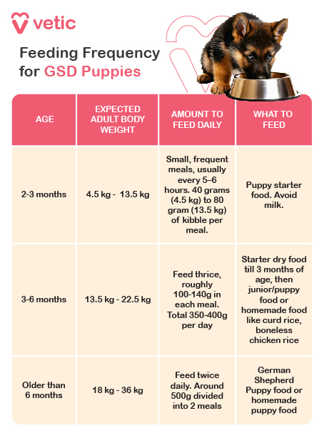 How Much Food To Feed A German Shepherd: Best Diet Tips