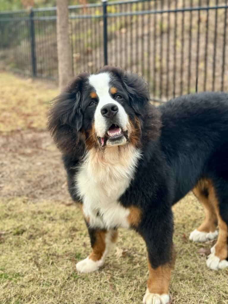How Much is a Bernese Mountain Dog? Price Breakdown