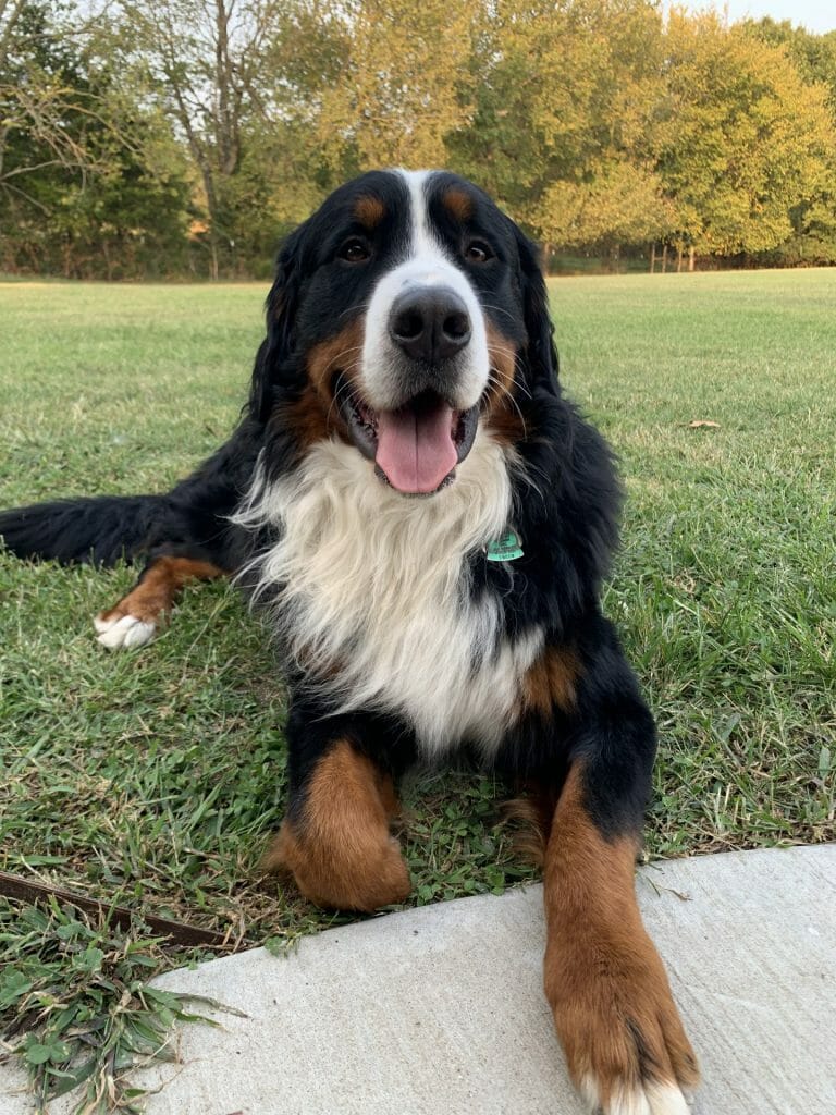 How Much is a Bernese Mountain Dog Puppy: Price Breakdown