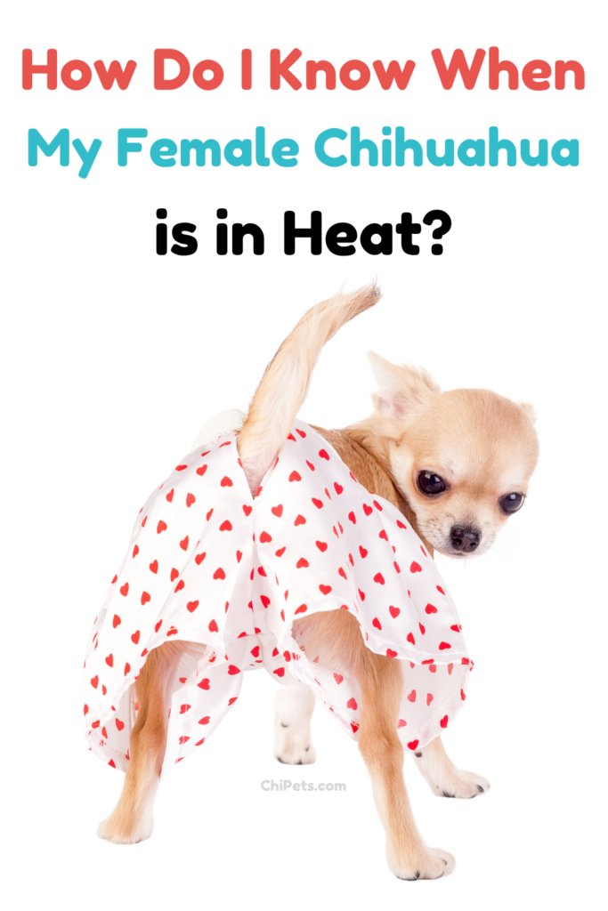 How Often Do Chihuahuas Come in Heat: Key Facts Unveiled