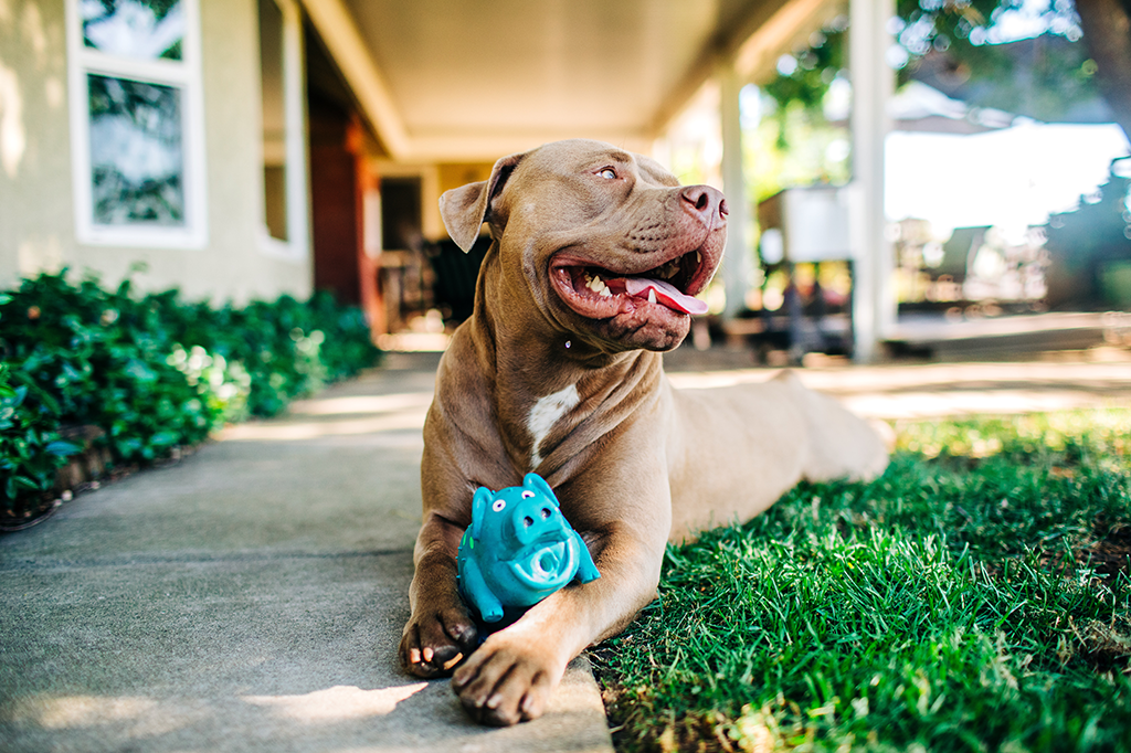 how often should dog toys be washed ultimate guide 1
