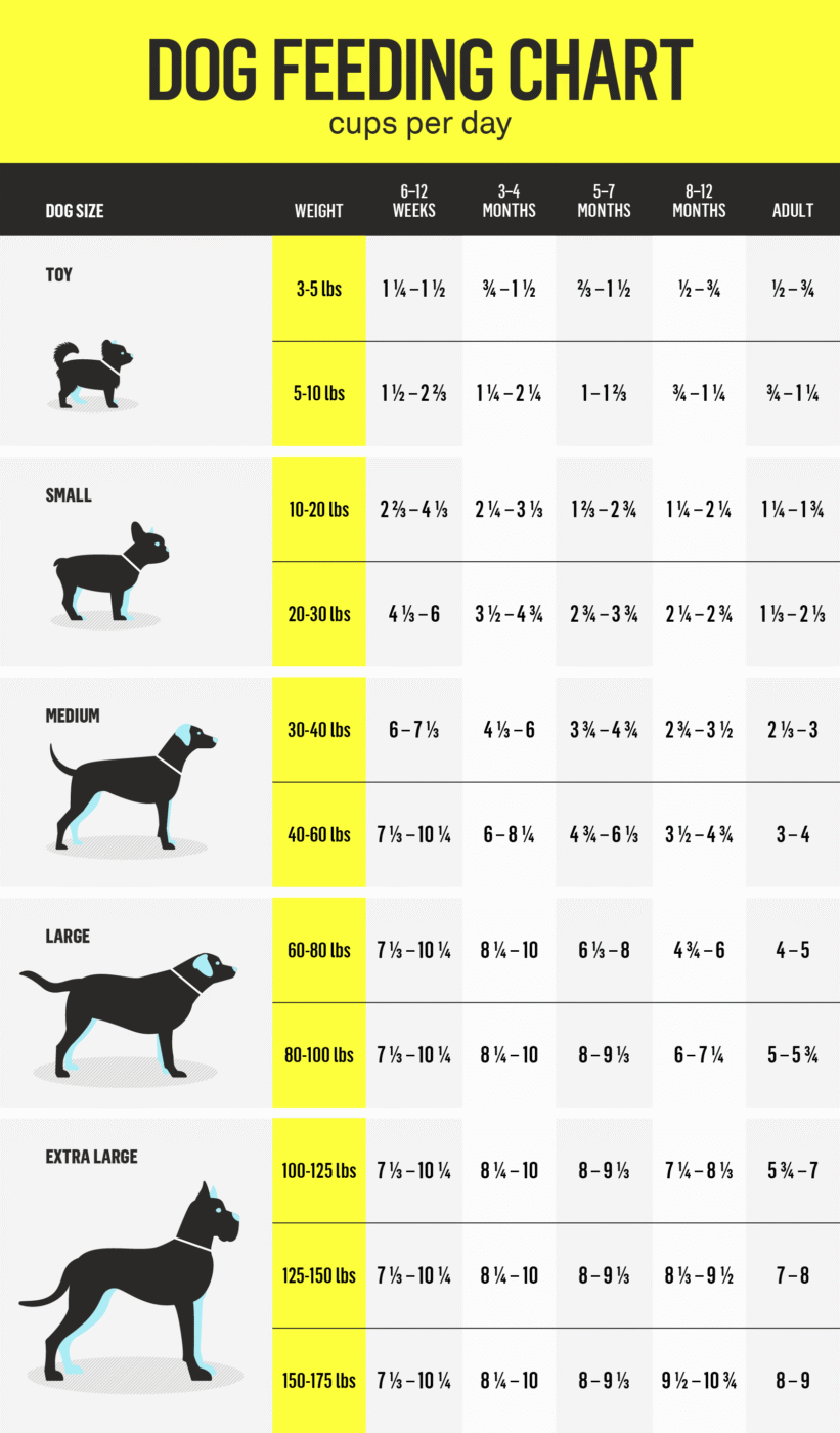 how often should dogs eat a day essential feeding guide