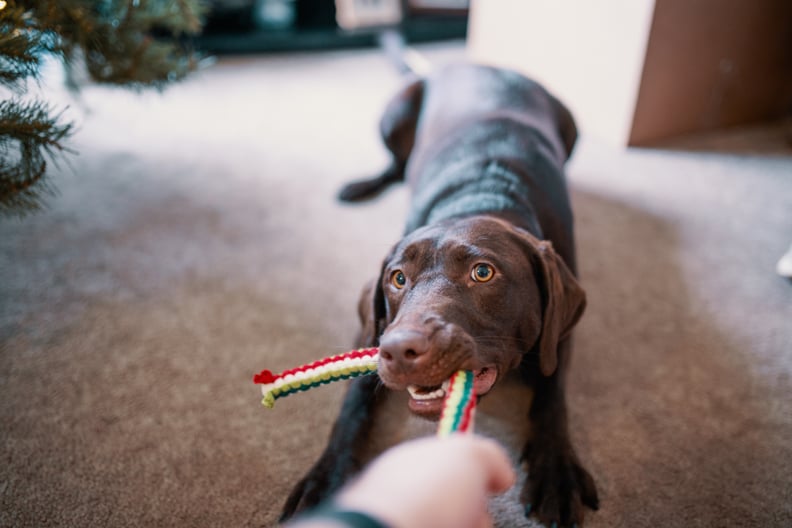 how often should you replace dog toys essential guide