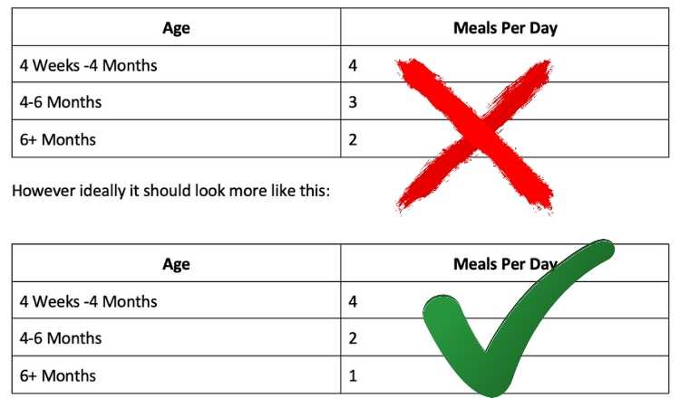 how often to feed dogs a day optimal schedules revealed