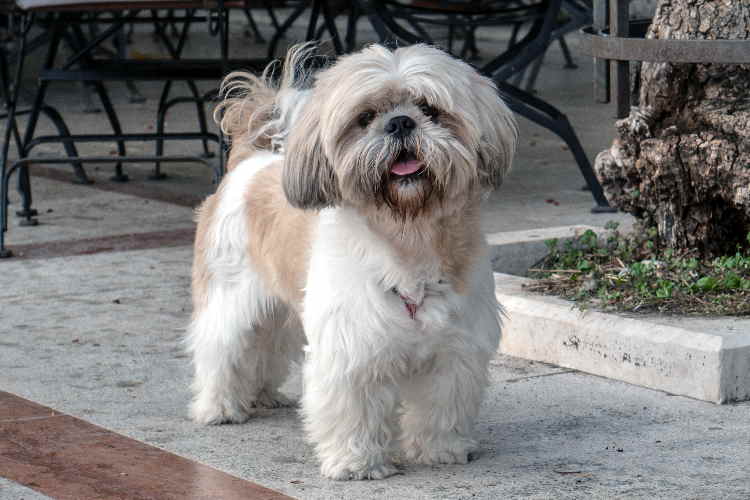 How Tall Can a Female Shih Tzu Be: Breed Insights