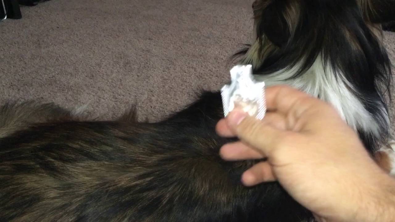 How to Apply Pet Action Pro for Dogs: Quick & Easy Guide