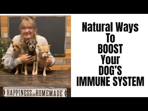 how to boost a dogs immune system 5 proven tips 1