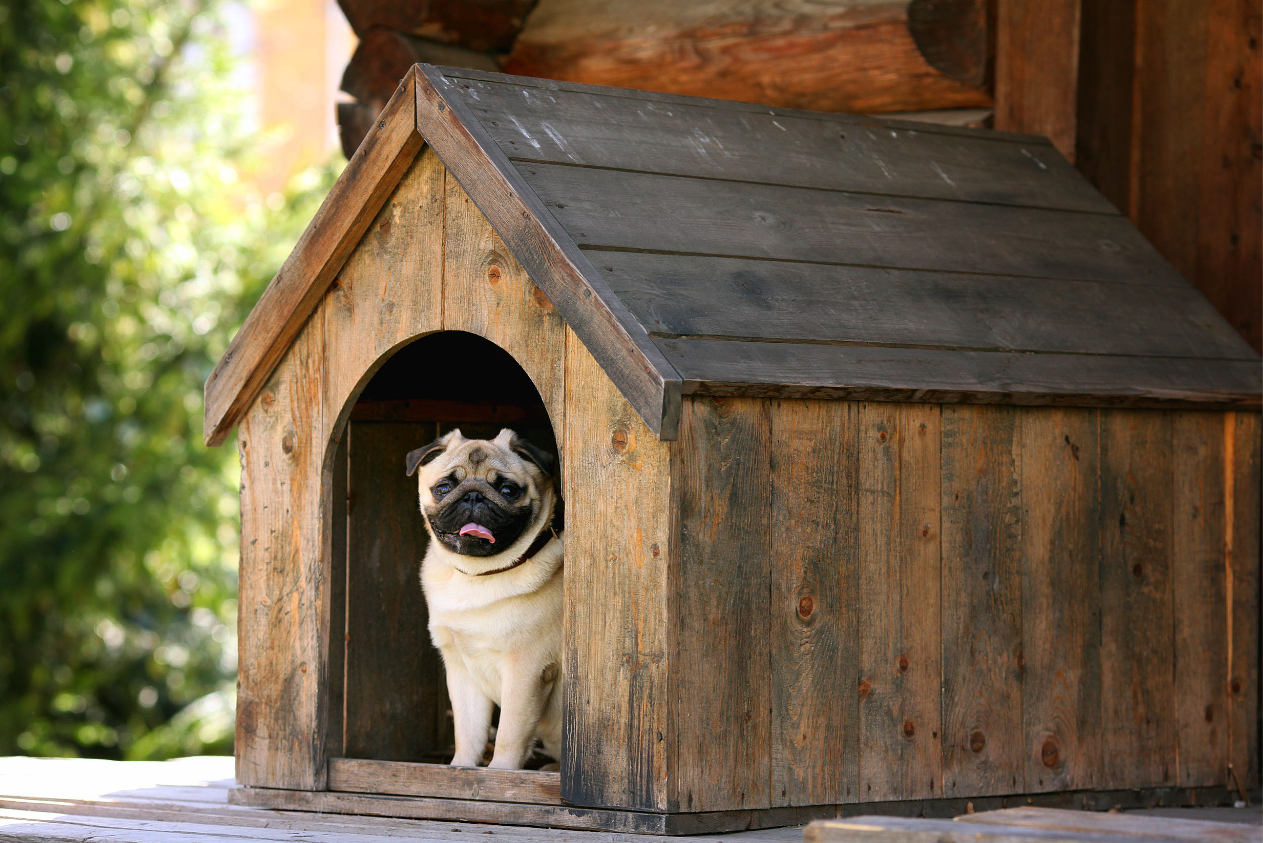 How to Build a Dog-Friendly Outdoor Shelter: A Cozy Haven