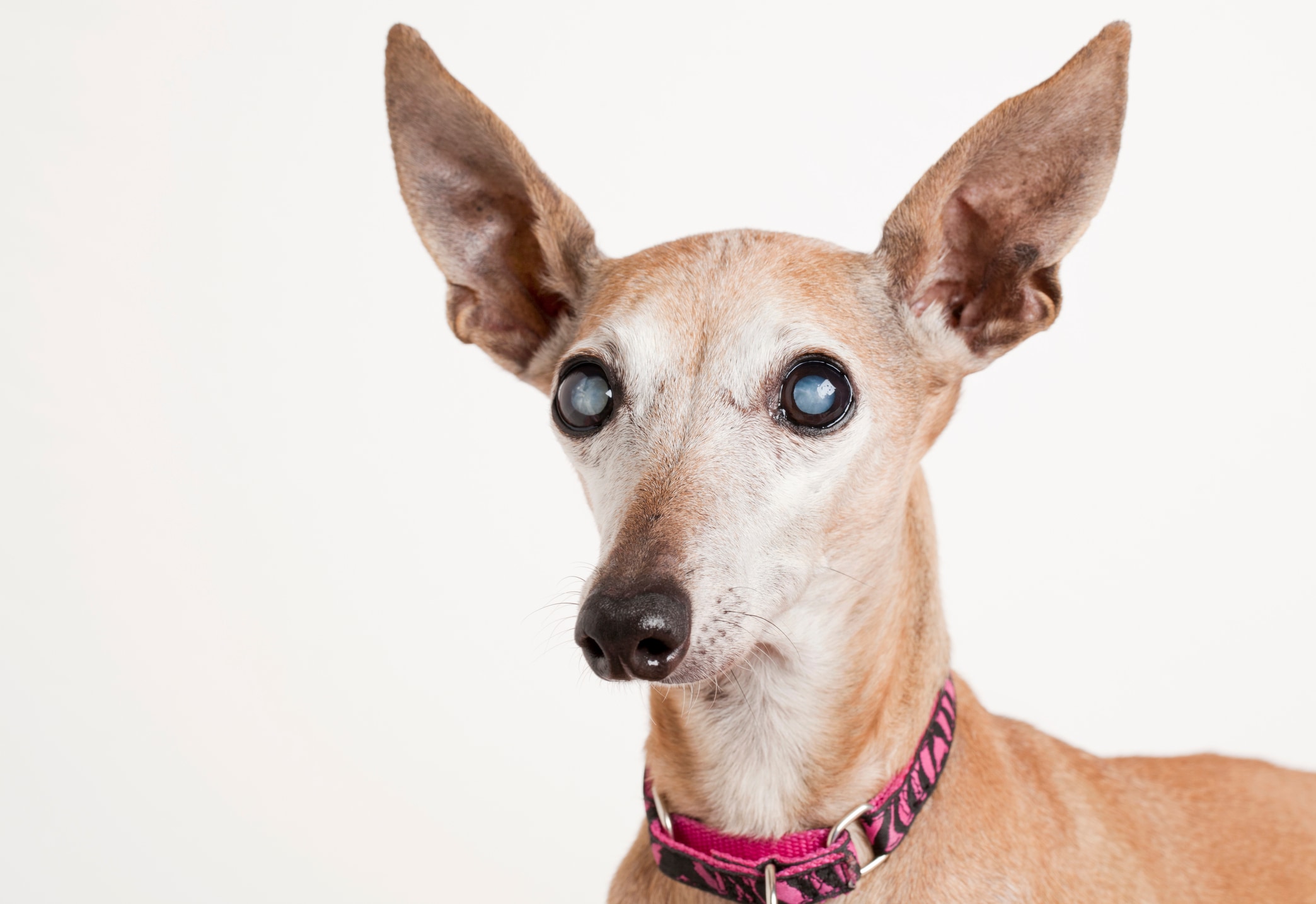 How to Care for a Blind Dog: Essential Tips & Tricks