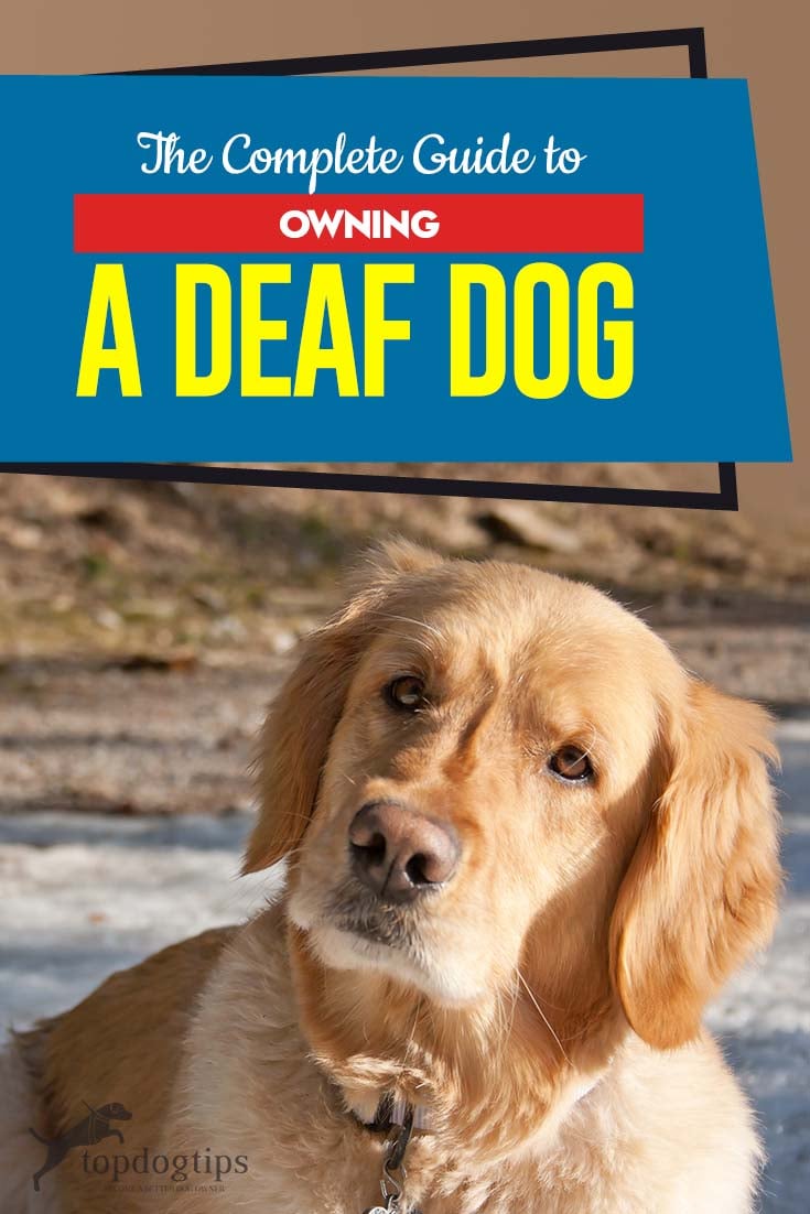 How to Care for a Deaf Dog: Ultimate Guide & Tips